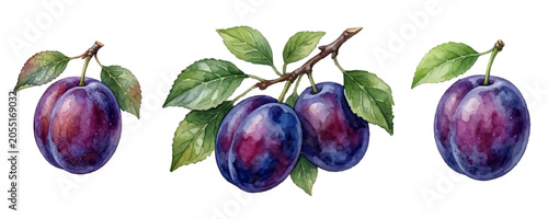 Blue purple plum fluit vector watercolor style set. Berry fruit blue plum wit...