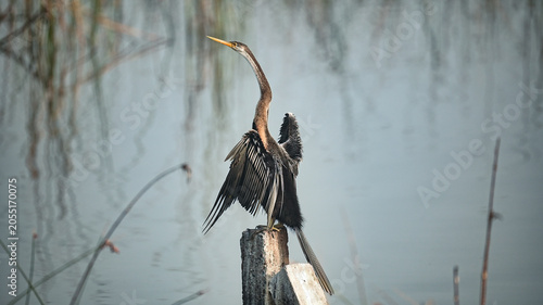 Photography Oriental Darter Drying Wings on Concrete Post at Gujarat India Wetland Wildlife