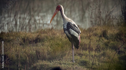 Photography Painted Stork Standing in Wetland Grassland at Gujarat India Wildlife Bird Photo