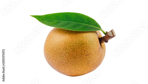 Isolated ripe sapodilla fruit, exotic chiku with fresh green leaf and woody stem.
