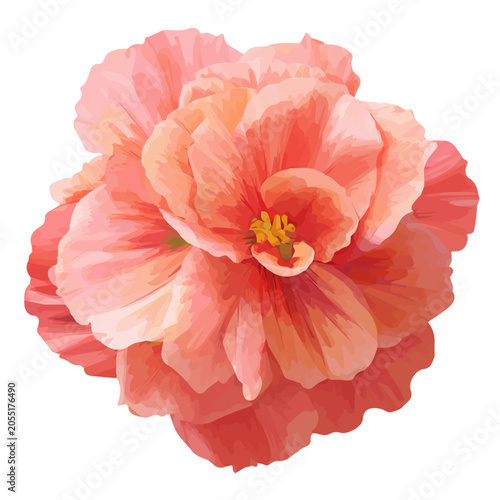 Фотография Begonia Flower, illustrated as a clean 2D flat vector icon isolated on a white b