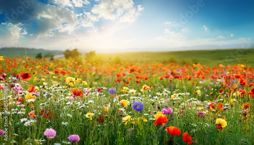 Blumenwiese Hintergrund Panorama Sommerblumen