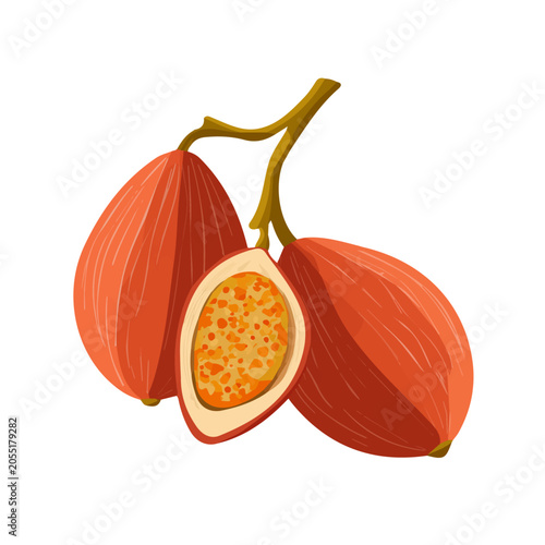 Fotografía Baobab Fruit, illustrated as a clean 2D flat vector icon isolated on a white bac