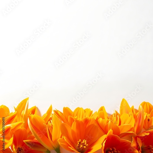 Orange flowers on white background