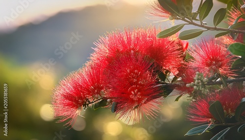 Red Pohutukawa Flower Against Blurred Background In New Zealand