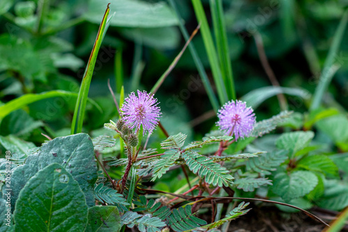 Foto Sensitive Plant (Mimosa pudica) with Purple Flowers in Natural Habitat, Blooming