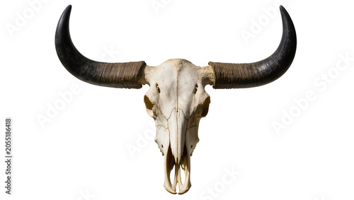 Foto Isolated authentic buffalo skull with long curved dark horns and weathered bone