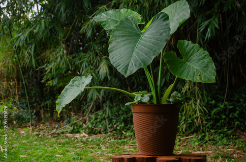 Tableau sur toile planta Oreja de Elefante en una maceta marrón el jardín