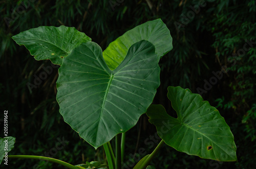 Foto planta Oreja de Elefante en una maceta marrón el jardín