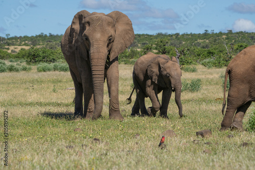 Photos An African elephant cow feeding on the short green grass while her calf is standing next to her, Mashatu Game Reserve