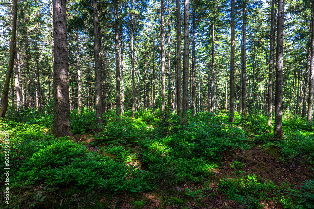 Fototapeta premium Lush spruce forest with green undergrowth in Karkonosze Mountains