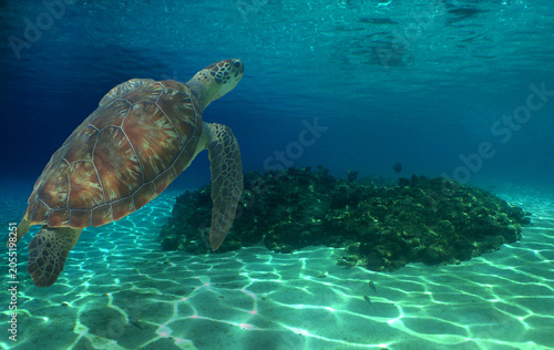 a sea turtle swimming in the caribbean sea