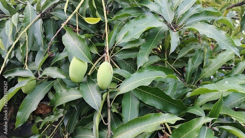 Cluster of Green Mango Fruits Growing on Tropical Tree