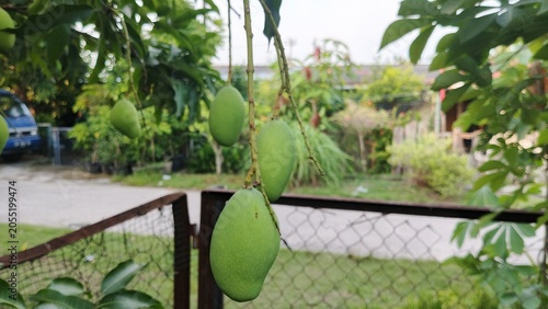 Green Mango Fruits Hanging on Tree in Tropical Garden