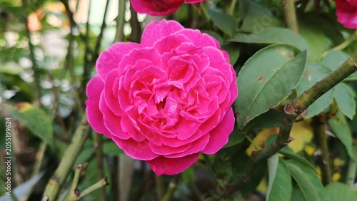 Beautiful Pink Rose Bloom in Garden with Soft Natural Background