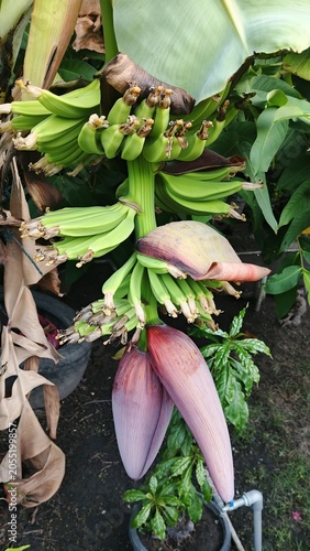 Green Banana Bunch Growing on Tree in Tropical Plantation