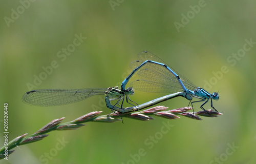 Foto A pair of azure damselfy mating in nature.
