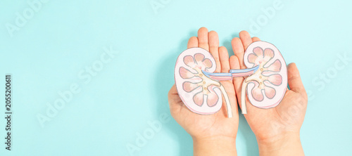 Kidney organ disease, world kidney day, impaired function, health problems, kidneys failure, dialysis and transplantation, medical issue 