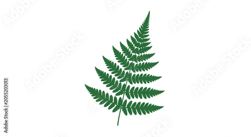 Foto Single Green Fern Leaf Isolated White.