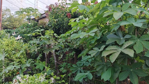 Cassava Plant Growing in Tropical Agricultural Field