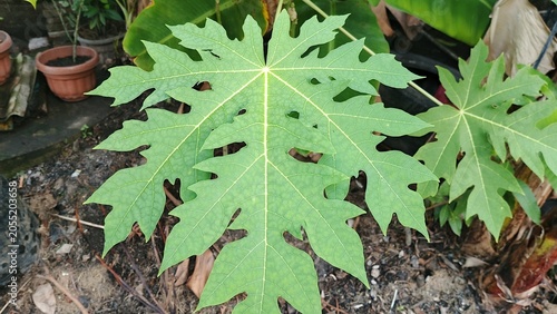 Fresh Green Papaya Leaves with Natural Tropical Garden Background