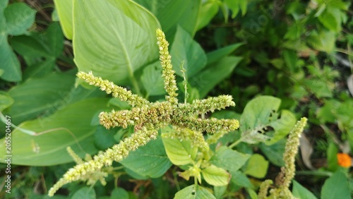 Green Amaranth Flower Spike Growing Naturally in Tropical Garden