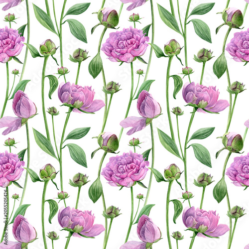 Peony pattern. Watercolor of pink flowers and buds isolated on a white background. Good for postcards, invitations, greeting cards, wallpaper, textiles.