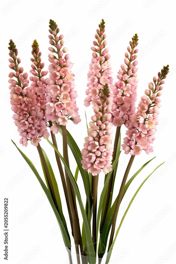 Obraz premium Pink flowering stems arranged in a bouquet isolated on a white background.