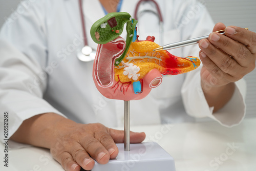 Photos Liver with gallbladder, pancreas spleen and duodenum, Asian doctor holding human anatomy model for study diagnosis and treatment in hospital