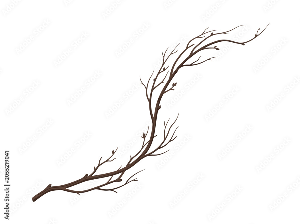Fototapeta premium A single bare tree branch with many small twigs.