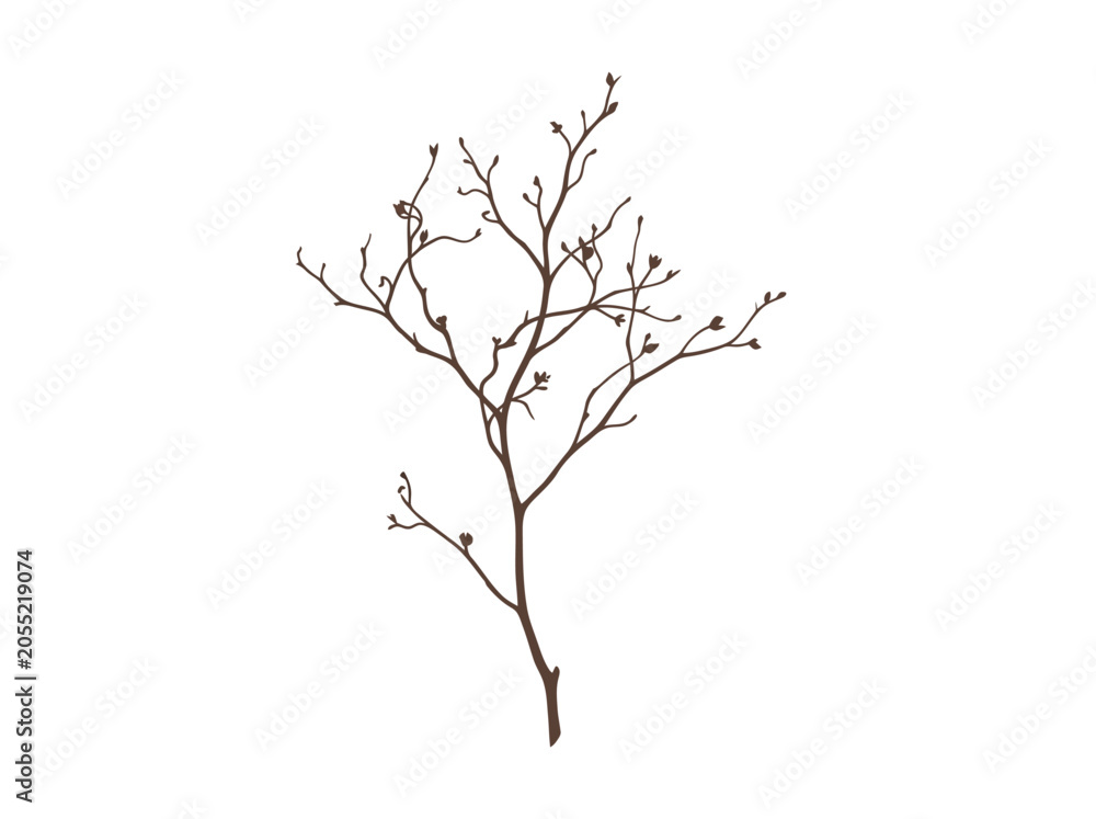 Fototapeta premium A delicate bare branch with small buds.