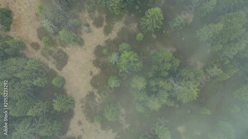 Top down aerial view of misty forest clearing with trees in thick fog