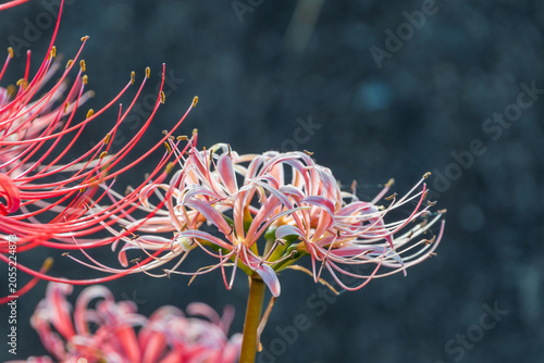 Bilde på lerret Beautiful Pink Spider Lily Flower Blooming Against a Dark Textured Background wi