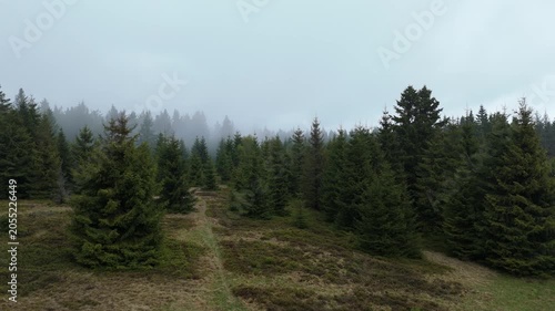 Low altitude lateral aerial flight past spruce trees in misty mountain forest