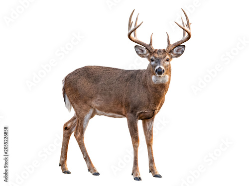 Majestic wild white-tailed buck standing proudly with impressive antlers, isolated on transparent background.