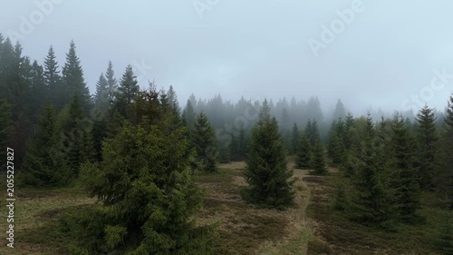 Low altitude drone forward flight over meadow towards misty spruce forest