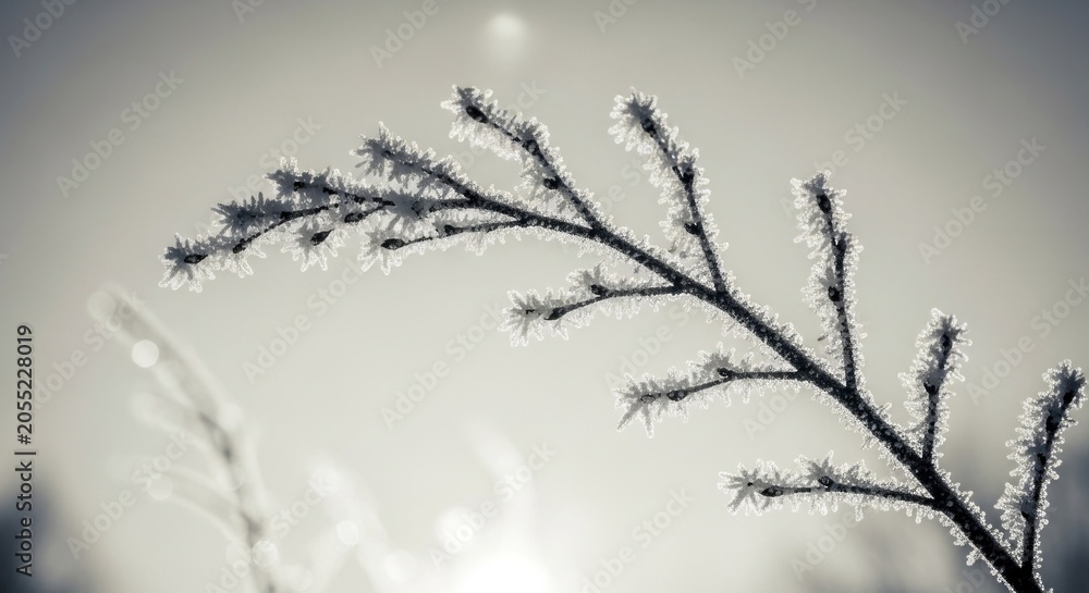Obraz premium Delicate Frost Covered Twig Against a Soft Winter Sky.