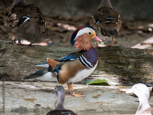 Mandarin Duck migration birds in Thailand and South-east Asia.