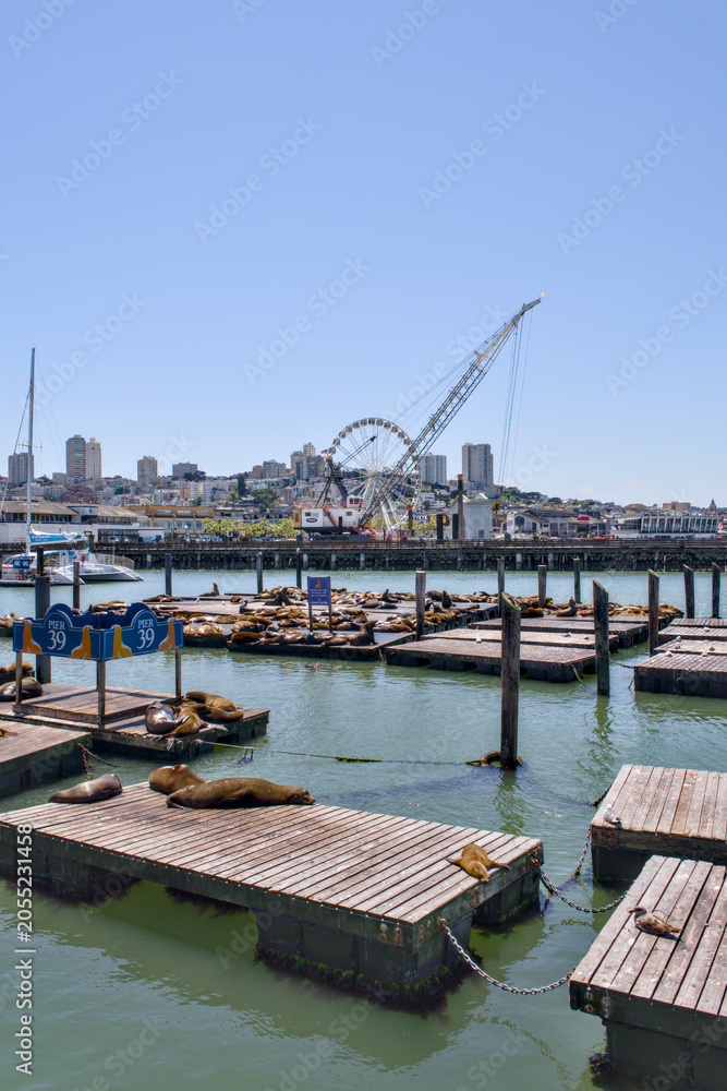 Obraz premium San Francisco California 05 Jun 2026 sea lions on Pier 39 docks with bay and skyline
