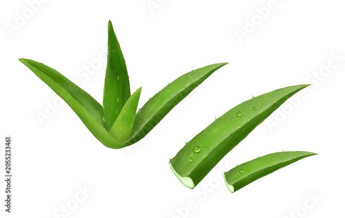 Aloe vera plant and sliced aloe leaves showing gel, hand drawn botanical Illustration on White background. Good for natural skincare branding, Cosmetic packaging, Spa Design, botanical projects 