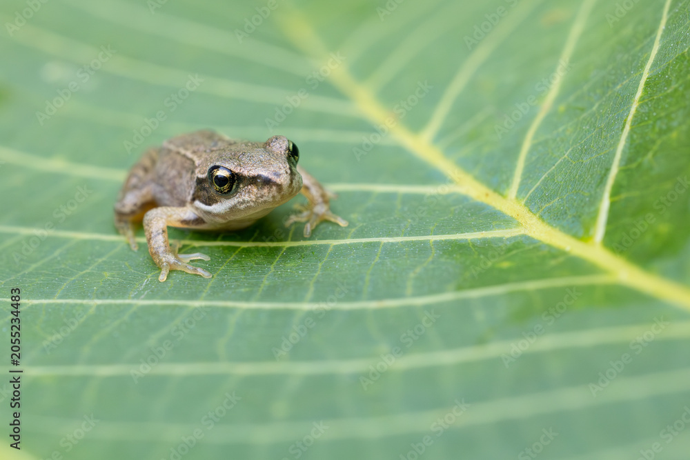 Obraz premium Small frog on green leaf with visible veins in natural habitat
