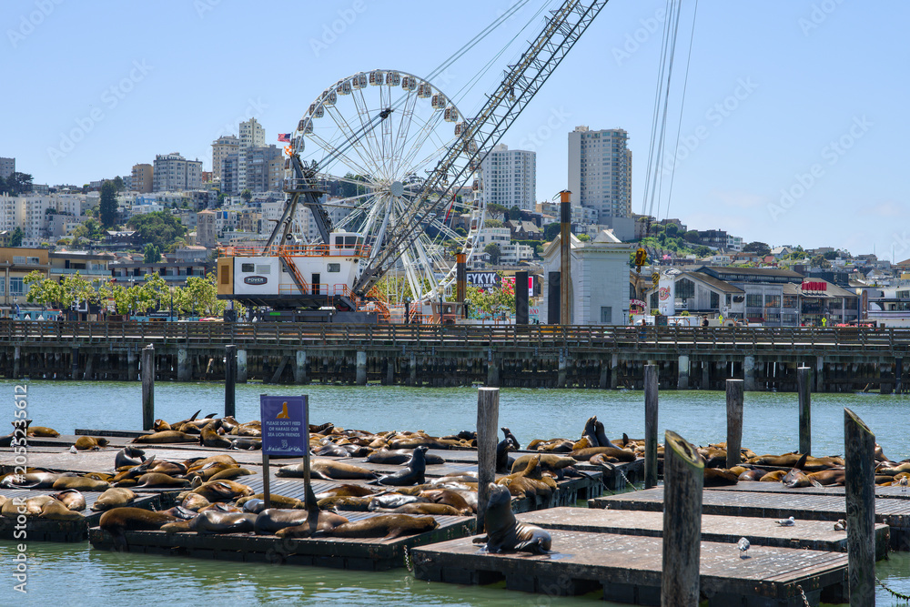 Obraz premium San Francisco California 05 Jun 2026 sea lions resting on docks at Pier 39 waterfront