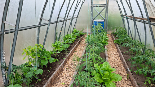 Greenhouse interior with rows of fresh vegetable plants. Cultivation of organic produce in agricultural hothouse. Sustainable farming and local food production concept.