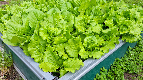 Billede på lærred Lettuce growing in a garden raised bed container