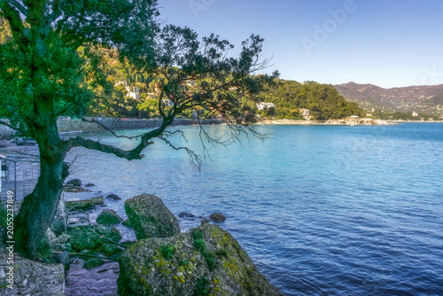 Tree over the Sea on Portofino Coastal Walkway, Italy