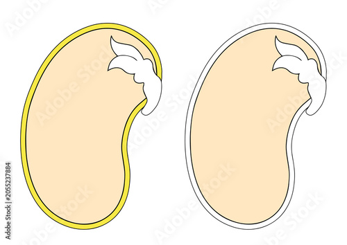 Foto Simplified Bean Seed Anatomy Diagram (Dicotyledon)