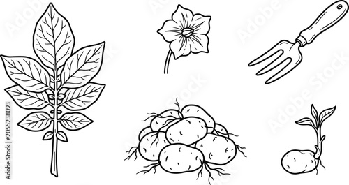 Fotografie Minimalist potato agriculture farming line art vector icon collection set featur