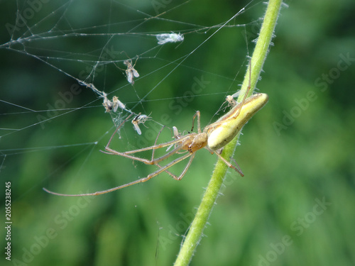 Stretch spider (Tetragnatha extensa), female with the prey caught in her web