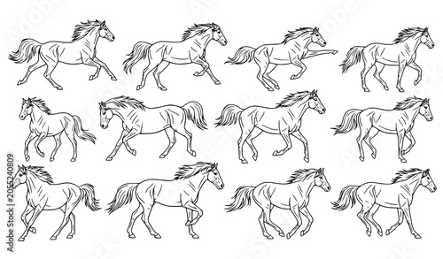 Photography Running and Walking Horse Sketch Collection Vintage Vector Illustration