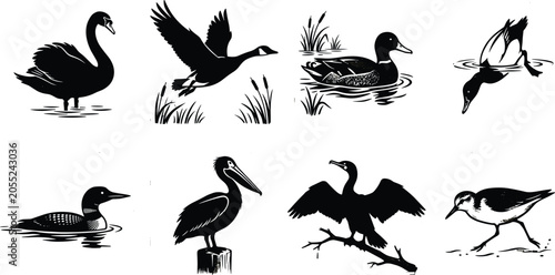 Photos A collection of waterfowl and shorebird linocut vector illustrations featuring s